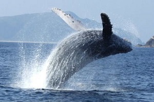 okinawa_whalewatch1