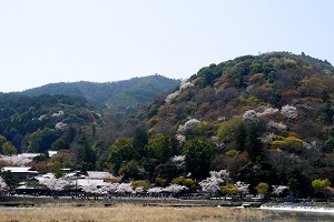 arashiyama_sakura