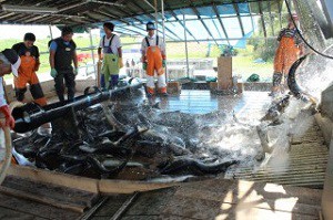 sarubetsugawa_sakehokaku