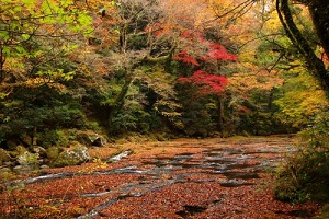 kikuchikeikoku_koyo1