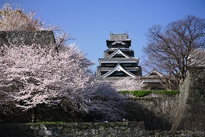 kumamotojo_sakura2