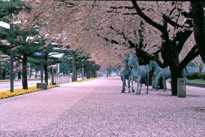 towada_kanchogaidori1