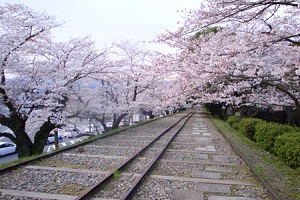 ３つの世界遺産と嵯峨野トロッコ列車 一度は行きたい桜舞う京都 観光たまてばこ