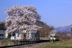 春景色の信州 越後へ 飯山線ローカル列車の旅 観光たまてばこ