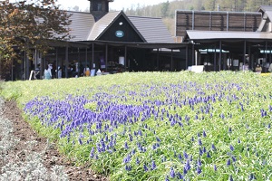 美しい季節の富良野 美瑛 北海道ガーデン街道をめぐる旅 観光たまてばこ